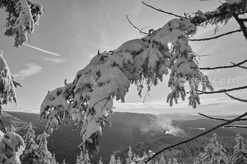 冬季景观的森林b/w